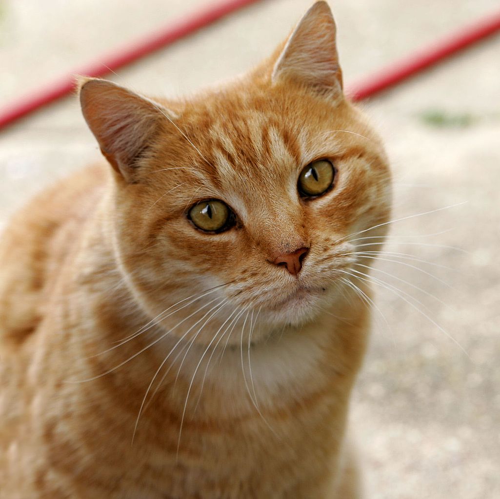 blog